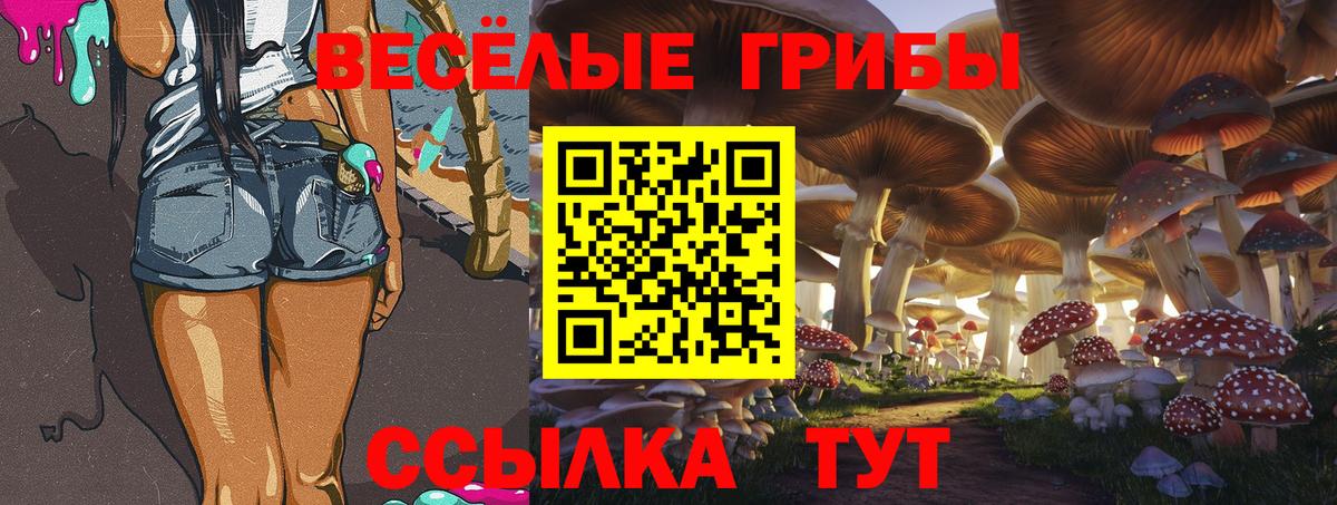 Галлюциногенные грибы Psilocybine cubensis Черногорск