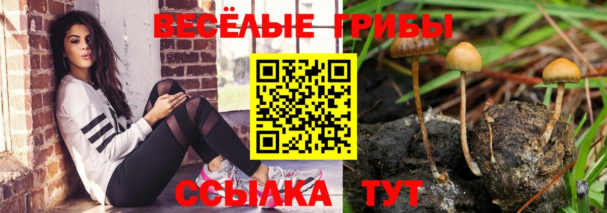 Черногорск  Псилоцибиновые грибы Psilocybine cubensis  купить наркоту  Вход с VPN 